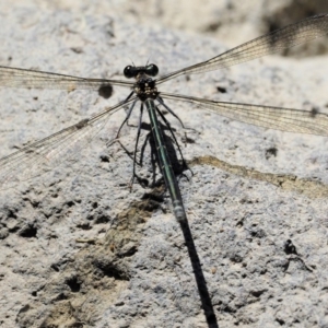 Austroargiolestes icteromelas at Coree, ACT - 1 Mar 2018