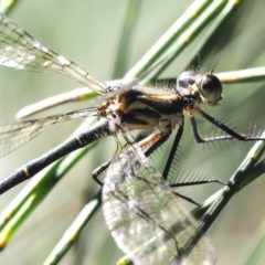 Austroargiolestes icteromelas at Coree, ACT - 1 Mar 2018