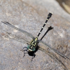 Hemigomphus heteroclytus (Stout Vicetail) at Coree, ACT - 1 Mar 2018 by KenT