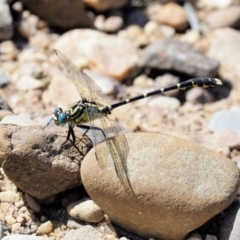 Hemigomphus heteroclytus at Coree, ACT - 1 Mar 2018 01:29 PM