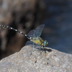 Hemigomphus heteroclytus at Coree, ACT - 1 Mar 2018