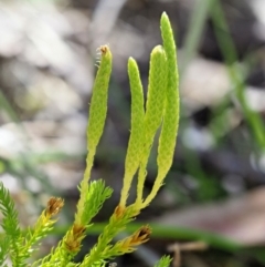 Austrolycopodium fastigiatum (Alpine Club Moss) at Cotter River, ACT - 1 Mar 2018 by KenT