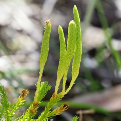 Lycopodium fastigiatum (Alpine Club Moss) at Cotter River, ACT - 28 Feb 2018 by KenT