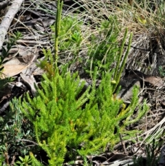 Austrolycopodium fastigiatum at Cotter River, ACT - 1 Mar 2018