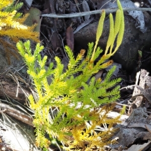 Austrolycopodium fastigiatum at Cotter River, ACT - 1 Mar 2018