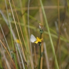 Zizina otis (Common Grass-Blue) at Barton, ACT - 1 Mar 2018 by Tammy