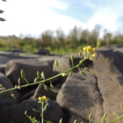 Rorippa palustris (Marsh Watercress) at Coombs, ACT - 12 Feb 2018 by michaelb