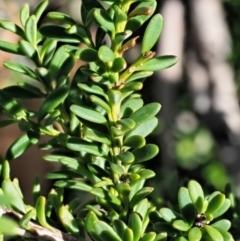 Podocarpus lawrencei (Mountain Plum Pine) at Cotter River, ACT - 1 Mar 2018 by KenT