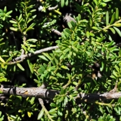 Podocarpus lawrencei at Cotter River, ACT - 1 Mar 2018 10:50 AM