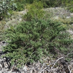 Podocarpus lawrencei at Cotter River, ACT - 1 Mar 2018 10:50 AM