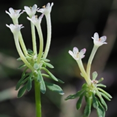 Poranthera microphylla (Small Poranthera) at Cotter River, ACT - 28 Feb 2018 by KenT