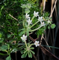 Poranthera microphylla at Cotter River, ACT - 1 Mar 2018