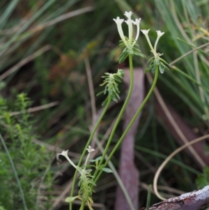 Poranthera microphylla at Cotter River, ACT - 1 Mar 2018