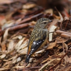 Pardalotus punctatus (Spotted Pardalote) at Cook, ACT - 23 Feb 2018 by Tammy