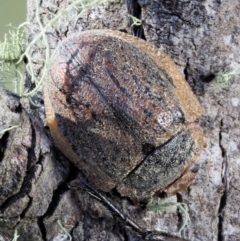 Trachymela sp. (genus) at Cotter River, ACT - 1 Mar 2018 08:29 AM