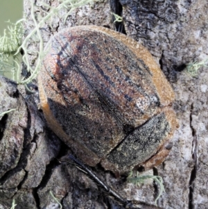 Trachymela sp. (genus) at Cotter River, ACT - 1 Mar 2018