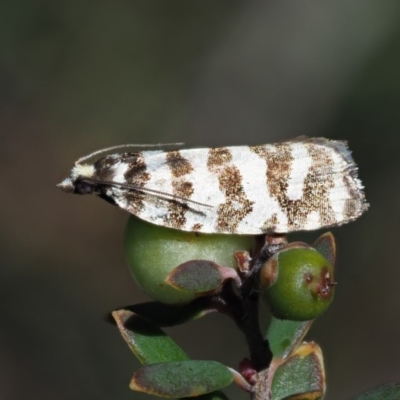 Technitis amoenana (A tortrix or leafroller moth) at Cotter River, ACT - 1 Mar 2018 by KenT