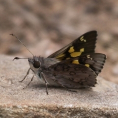 Trapezites phigalioides (Montane Ochre) at Namadgi National Park - 22 Nov 2015 by HarveyPerkins