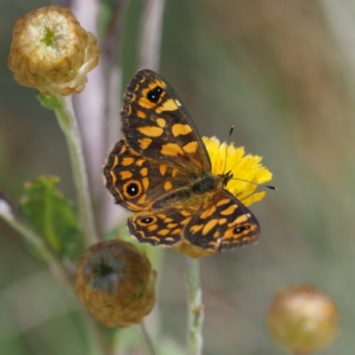 Oreixenica correae (Orange Alpine Xenica) at Cotter River, ACT - 1 Mar 2018 by KenT