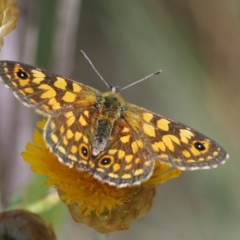 Oreixenica correae at Cotter River, ACT - 1 Mar 2018