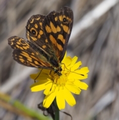 Oreixenica correae at Cotter River, ACT - 1 Mar 2018