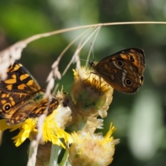 Oreixenica correae at Cotter River, ACT - 1 Mar 2018 10:19 AM