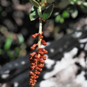 Grevillea diminuta at Cotter River, ACT - 1 Mar 2018 10:19 AM