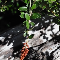 Grevillea diminuta at Cotter River, ACT - 1 Mar 2018 10:19 AM