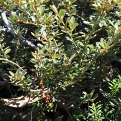 Grevillea diminuta at Cotter River, ACT - 1 Mar 2018 10:19 AM