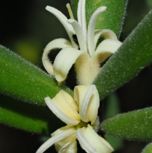 Persoonia subvelutina at Cotter River, ACT - 1 Mar 2018