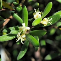 Persoonia subvelutina at Cotter River, ACT - 1 Mar 2018 10:01 AM