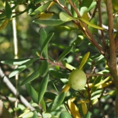 Persoonia subvelutina at Cotter River, ACT - 1 Mar 2018 10:01 AM