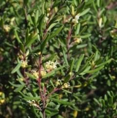 Persoonia subvelutina at Cotter River, ACT - 1 Mar 2018