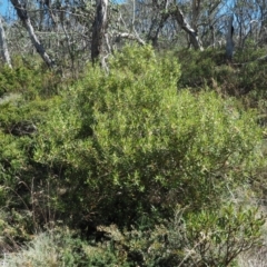 Persoonia subvelutina at Cotter River, ACT - 1 Mar 2018