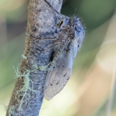 Tettigarcta crinita (Alpine Hairy Cicada) at Cotter River, ACT - 1 Mar 2018 by KenT