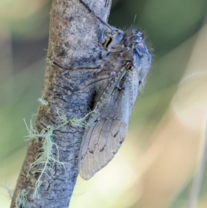 Tettigarcta crinita at Cotter River, ACT - 1 Mar 2018 08:34 AM