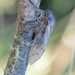 Tettigarcta crinita (Alpine Hairy Cicada) at Cotter River, ACT - 28 Feb 2018 by KenT