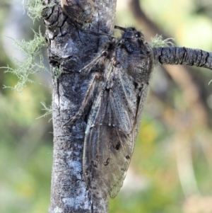 Tettigarcta crinita at Cotter River, ACT - 1 Mar 2018 08:34 AM