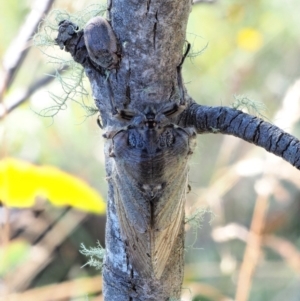 Tettigarcta crinita at Cotter River, ACT - 1 Mar 2018