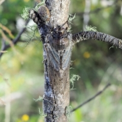 Tettigarcta crinita at Cotter River, ACT - 1 Mar 2018 08:34 AM