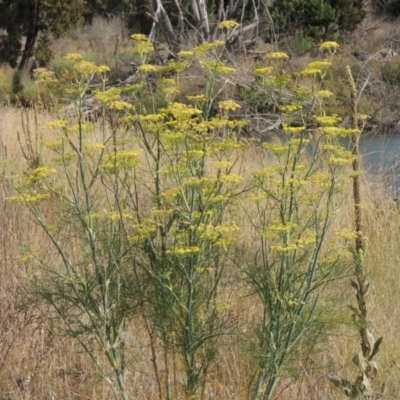 Foeniculum vulgare (Fennel) at Molonglo River Reserve - 18 Feb 2018 by michaelb