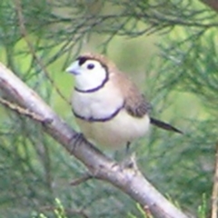 Stizoptera bichenovii (Double-barred Finch) at Woodstock Nature Reserve - 2 Mar 2018 by MatthewFrawley