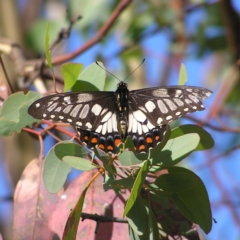 Papilio anactus (Dainty Swallowtail) at Kambah, ACT - 3 Mar 2018 by MatthewFrawley