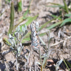 Utetheisa pulchelloides at Kambah, ACT - 3 Mar 2018