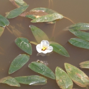 Ottelia ovalifolia subsp. ovalifolia at Chifley, ACT - 3 Mar 2018