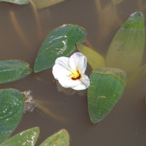 Ottelia ovalifolia subsp. ovalifolia at Chifley, ACT - 3 Mar 2018 11:57 AM