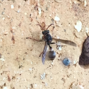 Ropalidia plebeiana at Kambah, ACT - 24 Feb 2018 02:56 PM