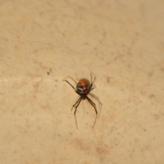 Latrodectus hasselti (Redback Spider) at QPRC LGA - 29 Jan 2018 by natureguy