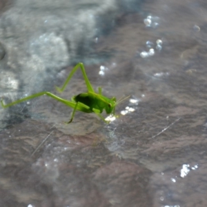 Caedicia simplex at Wamboin, NSW - 29 Jan 2018