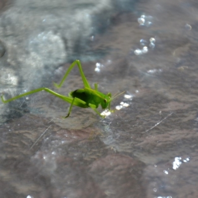 Caedicia simplex (Common Garden Katydid) at QPRC LGA - 29 Jan 2018 by natureguy